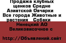 Продажа клубных щенков Средне Азиатской Овчарки - Все города Животные и растения » Собаки   . Ненецкий АО,Великовисочное с.